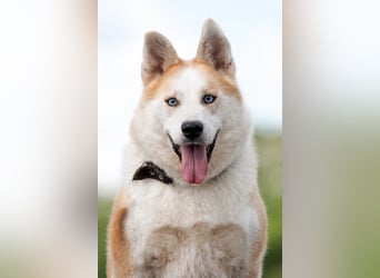 Aktiver und menschenbezogener Bayto ❤️ sucht seine Familie
