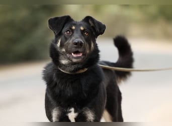 Tierschutzhündin Linda ❤️sucht liebevolle Pflege- oder Endstelle