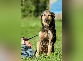 Anton ❤️ Fröhlicher junger Rüde sucht seine Familie