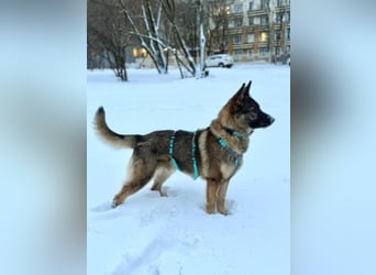 Piper❤️  treue Begleiterin mit großem Herz