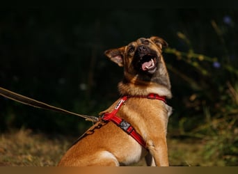 Ariel ❤️ Liebevolle Hündin mit besonderem Charme sucht ein liebevolles Zuhause