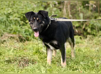 Tierschutzhündin Linda ❤️sucht liebevolle Pflege- oder Endstelle