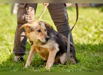 Nova ❤️ Freundliche Hündin sucht ein Zuhause