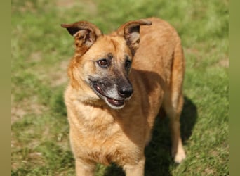 Herzenshündin Cherry ❤️ sucht ihre Menschen