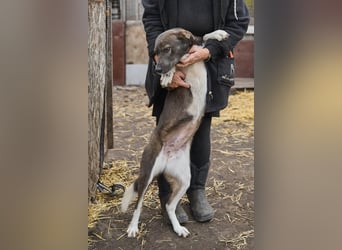 Feine junge Hündin Brownie ❤️ aus dem Tierschutz in 22307 Hamburg
