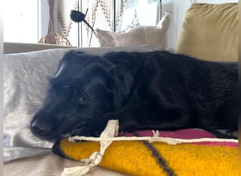 Palfy ❤️ junge, sportliche Hündin mit ganz viel Charme und Persönlichkeit sucht ihre Menschen