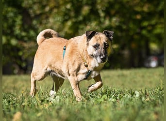 Besondere Hündin Vanilka ❤️ sucht verständnisvolles Zuhause