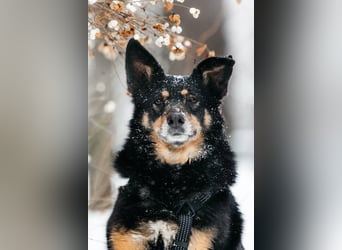 Gelassener Baikal ❤️ sucht eine Familie fürs Leben