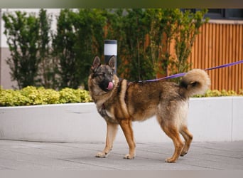 Piper❤️  treue Begleiterin mit großem Herz