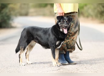 Tierschutzhündin Linda ❤️sucht liebevolle Pflege- oder Endstelle
