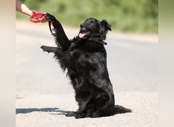 Wundervoller Tierschutzrüde Black Jack ❤️ aus Russland sucht liebevolles Zuhause