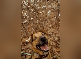 Anhänglicher Tierschutzrüde Mars ❤️ sucht ruhiges Zuhause