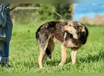 Anton ❤️ Fröhlicher junger Rüde sucht seine Familie