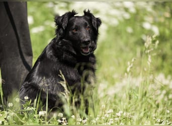 Wundervoller Tierschutzrüde Black Jack ❤️ aus Russland sucht liebevolles Zuhause