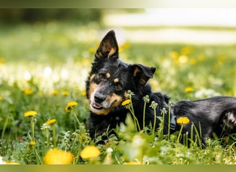 Gelassener Baikal ❤️ sucht eine Familie fürs Leben