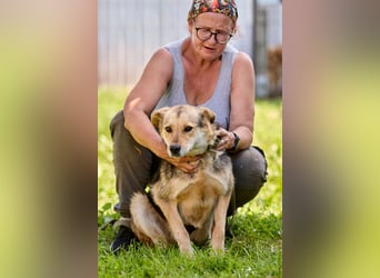 Nova ❤️ Freundliche Hündin sucht ein Zuhause