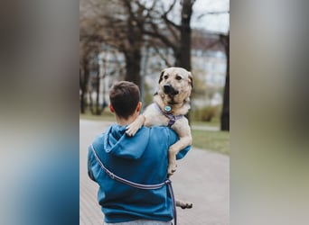 Vincent ❤️ treuer Begleiter sucht Menschen mit Herz und Verständnis