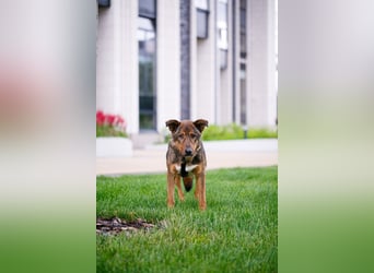 Ruhiger, verspielter Harris ❤️ aus dem Tierschutz sucht seine Familie