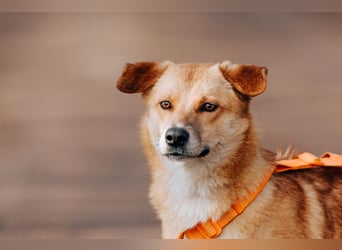 Dunya ❤️ Fröhliche Junghündin sucht ein liebevolles Zuhause