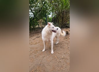 Tapfere Ulya ❤️ in 49143 Bissendorf sucht ihr Zuhause