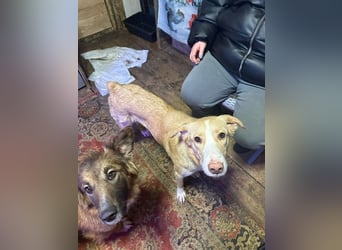 Verspielter Sonnenschein Alik ❤️ aus dem Tierschutz sucht sein Zuhause