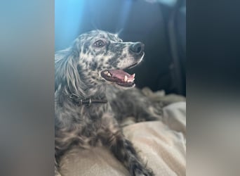 Cora❤️ liebevolle Begleiterin sucht ihr Glück