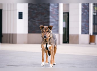 Ruhiger, verspielter Harris ❤️ aus dem Tierschutz sucht seine Familie