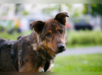 Ruhiger, verspielter Harris ❤️ aus dem Tierschutz sucht seine Familie