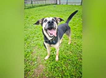 Verspielter und lebensfroher Lucky ❤️ sucht seine zweite Chance