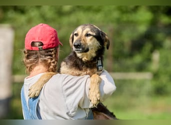 Anton ❤️ Fröhlicher junger Rüde sucht seine Familie