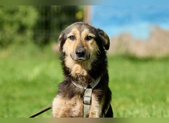 Anton ❤️ Fröhlicher junger Rüde sucht seine Familie