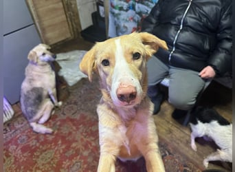 Alik ❤️ Freundlicher und aktiver Rüde sucht ein liebevolles Zuhause