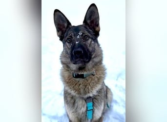 Piper❤️  treue Begleiterin mit großem Herz