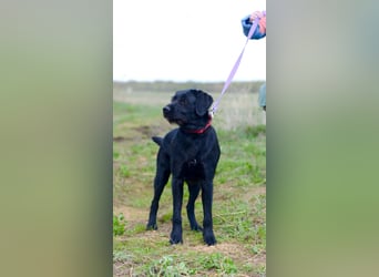 Palfy ❤️ junge, sportliche Hündin mit ganz viel Charme und Persönlichkeit sucht ihre Menschen