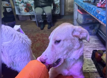 Alik ❤️ Freundlicher und aktiver Rüde sucht ein liebevolles Zuhause