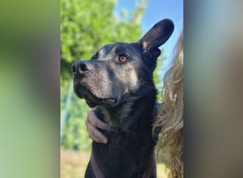 Dobby ❤️ traumhafter vierbeiniger Begleiter in 35794 Mengerskirchen sucht seine Familie