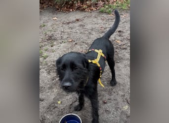 Palfy ❤️ junge, sportliche Hündin mit ganz viel Charme und Persönlichkeit sucht ihre Menschen