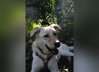 Assol ❤️ sanfte Seele sucht freundliches Zuhause