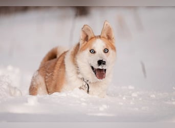 Aktiver und menschenbezogener Bayto ❤️ sucht seine Familie