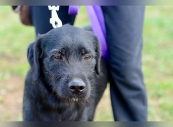 Palfy ❤️ junge, sportliche Hündin mit ganz viel Charme und Persönlichkeit sucht ihre Menschen