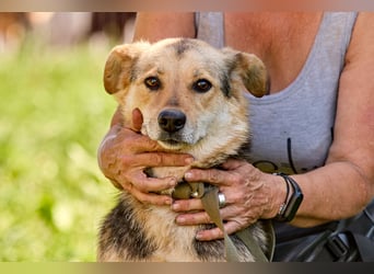 Nova ❤️ Freundliche Hündin sucht ein Zuhause
