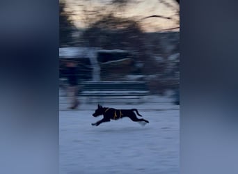 Palfy ❤️ junge, sportliche Hündin mit ganz viel Charme und Persönlichkeit sucht ihre Menschen