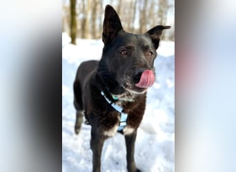 Ikar ❤️ ein ruhiger Gentleman mit großem Herz sucht sein Zuhause