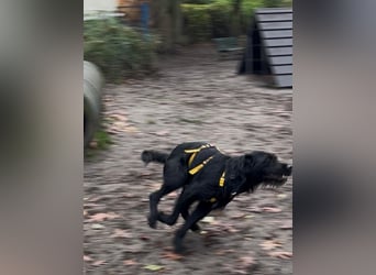 Palfy ❤️ junge, sportliche Hündin mit ganz viel Charme und Persönlichkeit sucht ihre Menschen