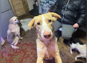 Verspielter Sonnenschein Alik ❤️ aus dem Tierschutz sucht sein Zuhause