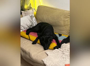 Palfy ❤️ junge, sportliche Hündin mit ganz viel Charme und Persönlichkeit sucht ihre Menschen