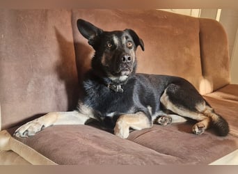 Dobby ❤️ traumhafter vierbeiniger Begleiter in 35794 Mengerskirchen sucht seine Familie