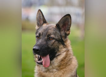 Piper❤️  treue Begleiterin mit großem Herz