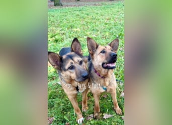 Fröhlicher, sensibler Rüde Berg ❤️ sucht sein Zuhause