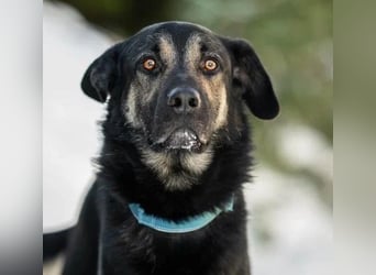 Dobby ❤️ traumhafter vierbeiniger Begleiter in 35794 Mengerskirchen sucht seine Familie